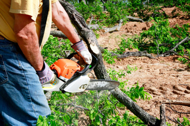 Best Arborist Consultation Services  in USA